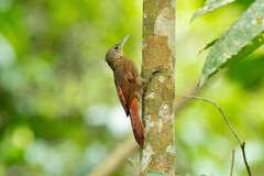 Xiphorhynchus ocellatus