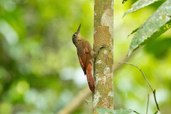 Xiphorhynchus ocellatus