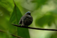 Lepidothrix coronata carbonata