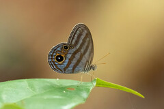 Chloreuptychia agatha