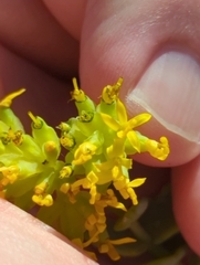 Coulterella capitata