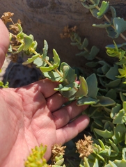 Coulterella capitata