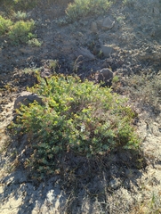 Coulterella capitata