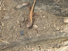 Liolaemus cyanogaster
