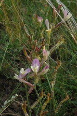 Astragalus kustanaicus
