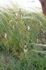 Astragalus kustanaicus