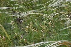 Astragalus kustanaicus