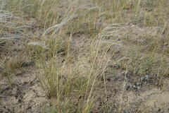 Stipa lessingiana