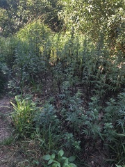 Artemisia verlotiorum