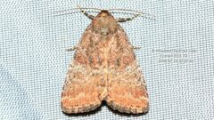 Acosmetia chinensis