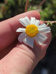 Perityle crassifolia