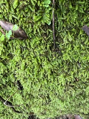 Scleropodium obtusifolium