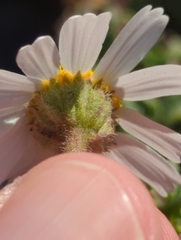 Perityle crassifolia