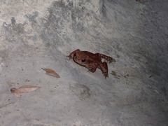 Bufo verrucosissimus