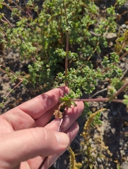 Perityle crassifolia