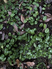 Lemmaphyllum microphyllum