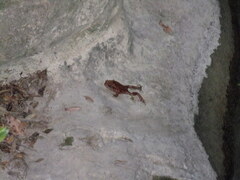 Bufo verrucosissimus