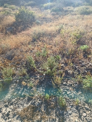 Perityle crassifolia