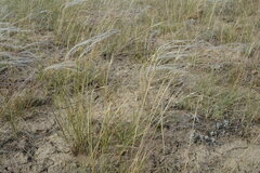 Stipa lessingiana