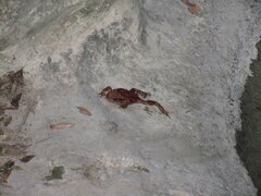 Bufo verrucosissimus