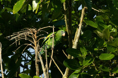 Brotogeris versicolurus