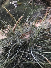 Tillandsia schiedeana