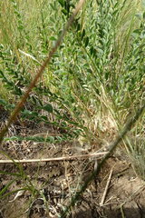 Astragalus buchtormensis