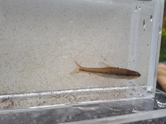 Notropis heterolepis