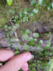 Gaultheria antipoda
