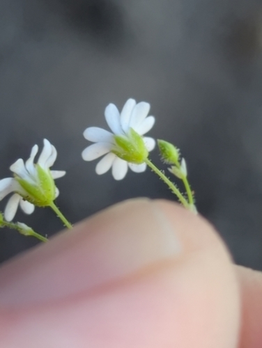 Image of Drymaria debilis by no rights reserved