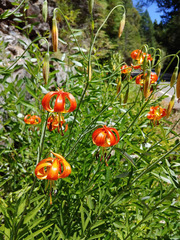 Lilium pardalinum vollmeri