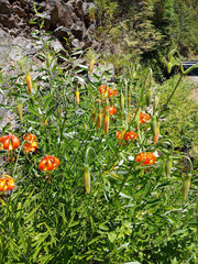 Lilium pardalinum vollmeri