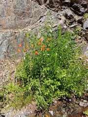 Lilium pardalinum vollmeri