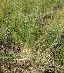 Astragalus buchtormensis
