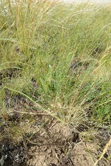 Astragalus buchtormensis