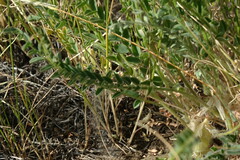 Astragalus buchtormensis