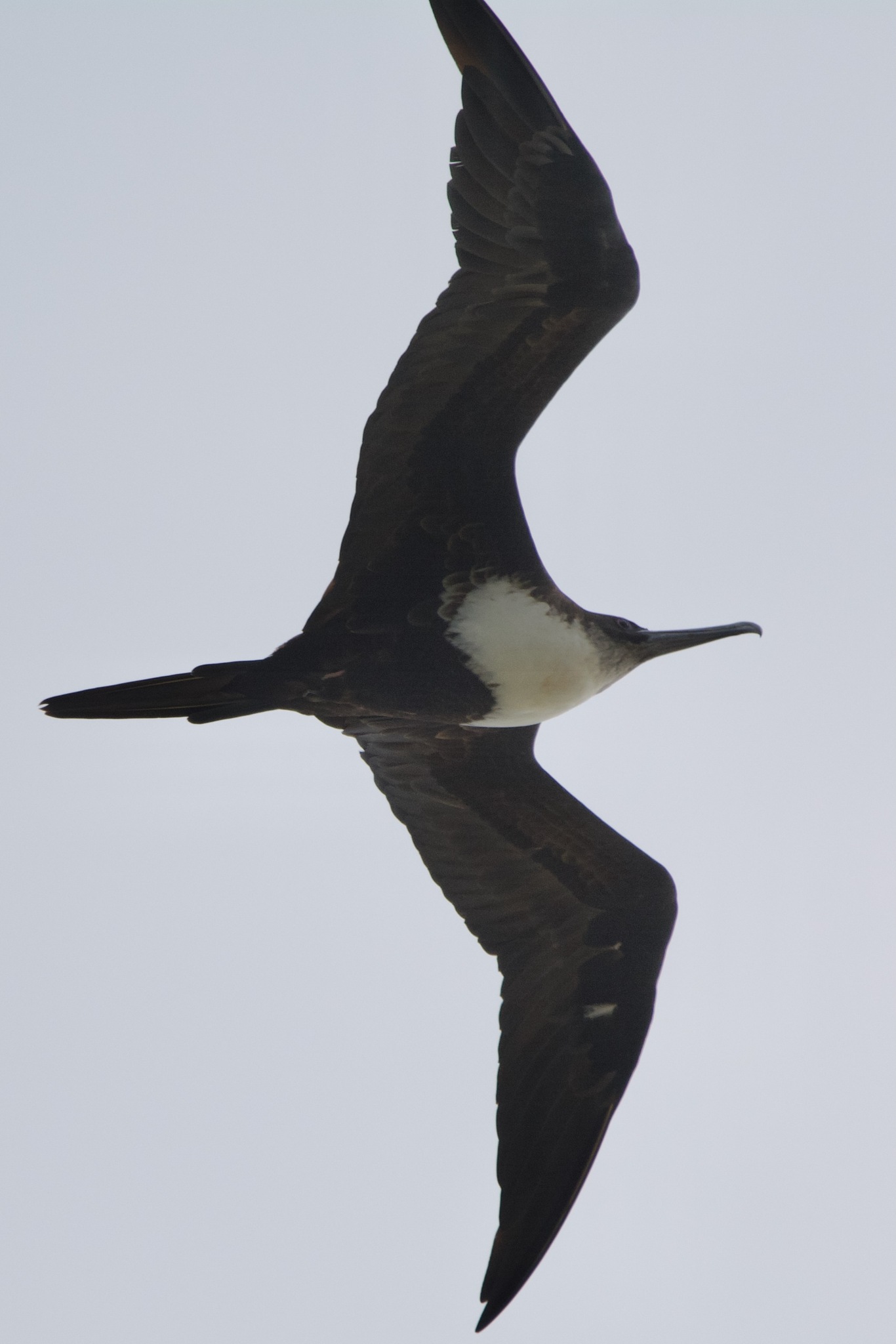 Great Frigatebird