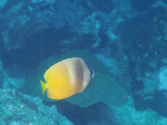 Chaetodon kleinii