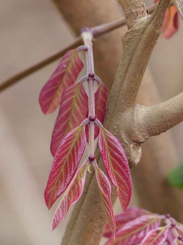 ironwood of Burma