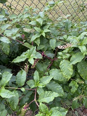 Phytolacca americana