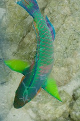 Scarus rivulatus