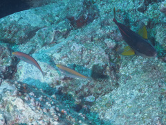 Stethojulis interrupta