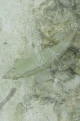 Scarus rivulatus