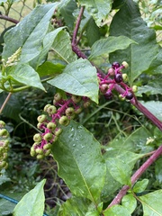 Phytolacca americana