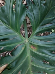 Philodendreae