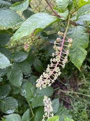 Phytolacca americana