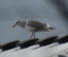 Larus glaucescens × occidentalis