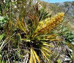 Aciphylla ferox