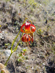 Lilium pardalinum vollmeri