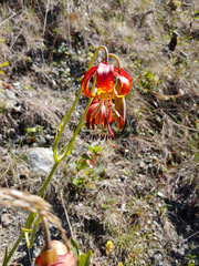 Lilium pardalinum vollmeri
